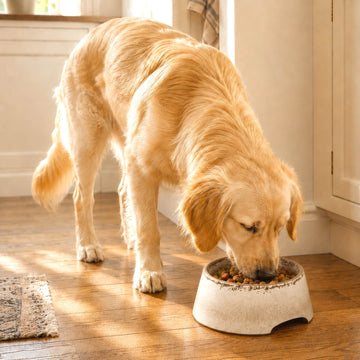 Crackle Glaze Pet Bowl - 3 Cup