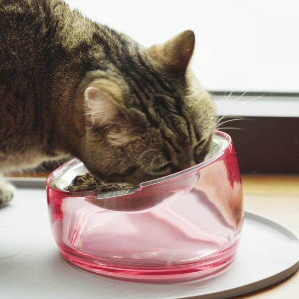 Felli Pet Oblik Shallow Anti Whisker Fatigue Pet Food Bowl Bundle
