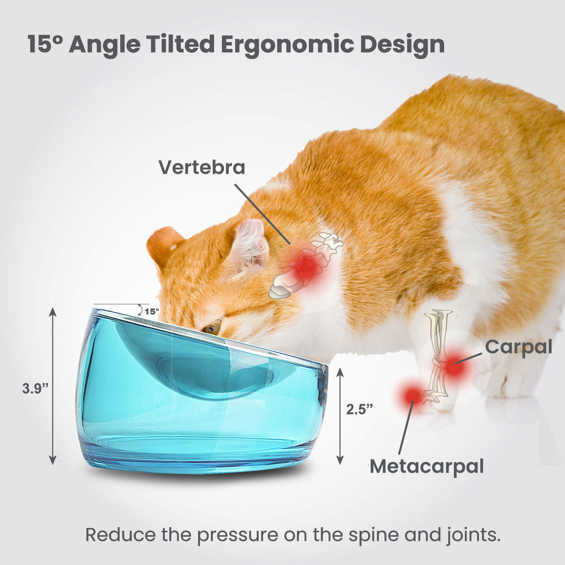 Elevated Cat Bowl with Stand, 15° Transparent Tilted Raised Pet Feeding  Bowl for Cat and Small Dog, Food Grade Material, Nonslip No Spill Pet Food